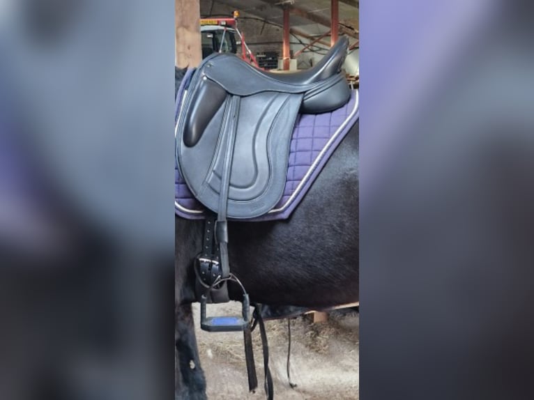 Fryso comfort AE dressuurzadel 17.5"