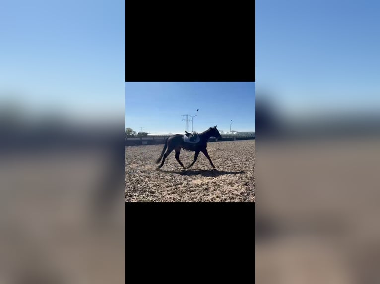 Heel mooi Sella sensi 18 inch zadel prijs bespreek