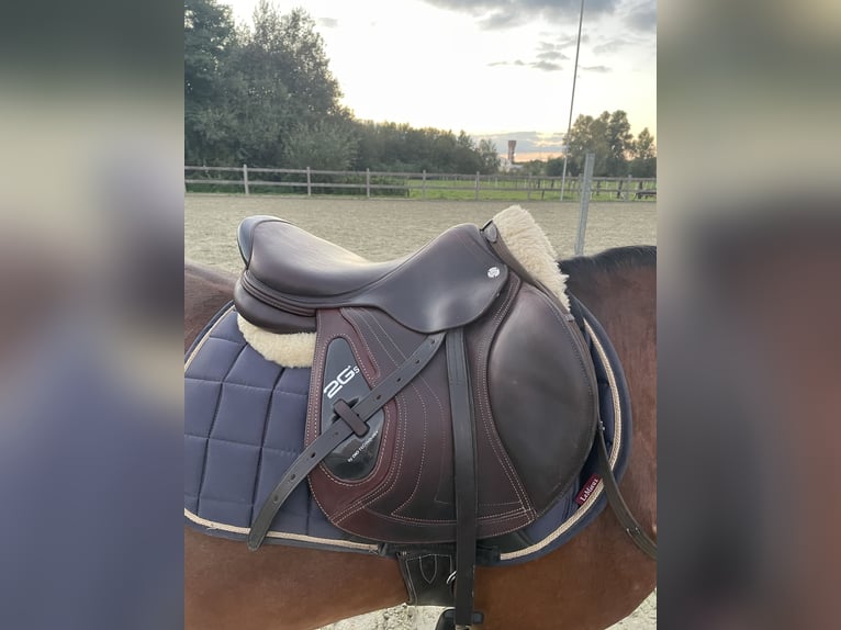 Cwd zadel 17 inch