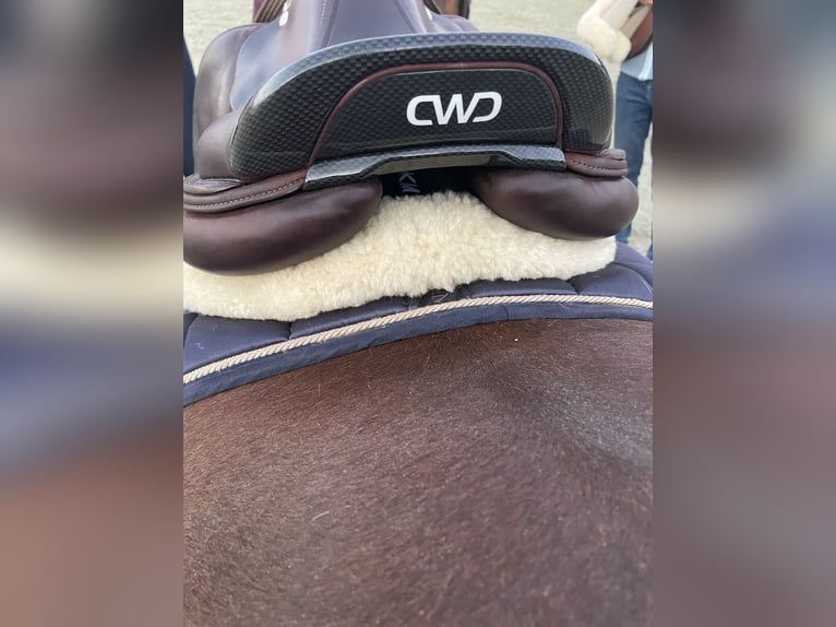 Cwd zadel 17 inch