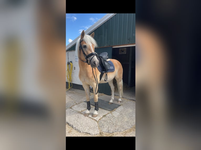 Thorowgood veelzijdig/springzadel 17,5 inch (GP) 