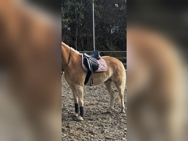 Thorowgood veelzijdig/springzadel 17,5 inch (GP) 