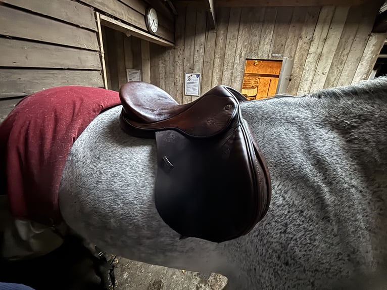 !Veelzijdigheidszadel FAIRFAX hele goede staat!