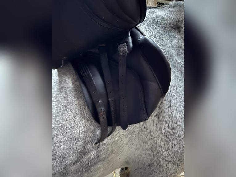 !Veelzijdigheidszadel FAIRFAX hele goede staat!