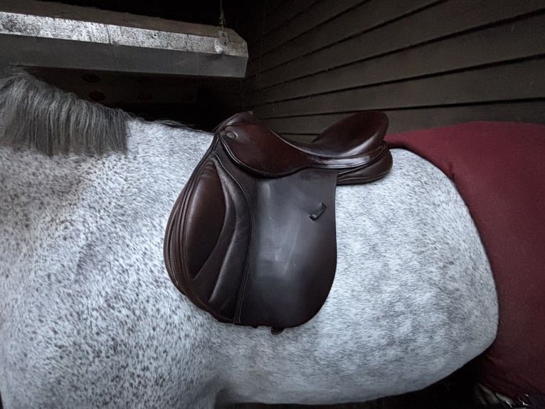 !Veelzijdigheidszadel FAIRFAX hele goede staat!