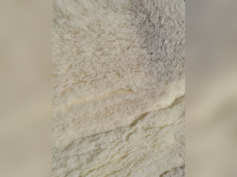 Barefoot Arizona pad met inlages