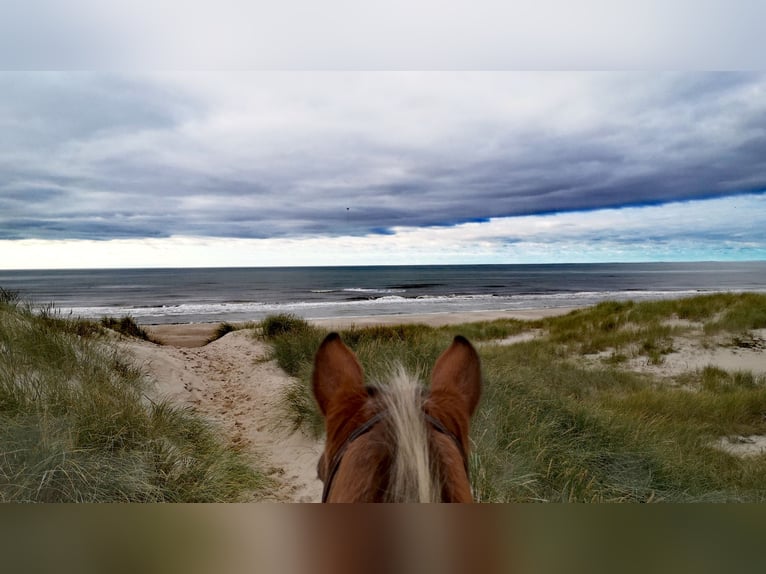 Dänemark Urlaub mit deinem eigenem Pferd 