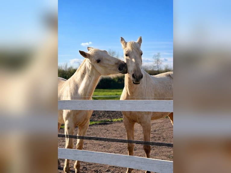 Gezinsuitje op een paardenhouderij – natuur, paarden en welzijn