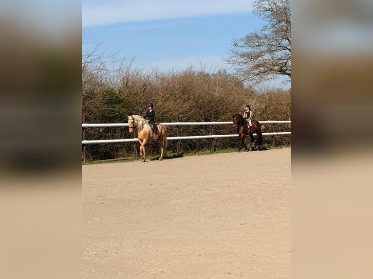 Gezinsuitje op een paardenhouderij – natuur, paarden en welzijn
