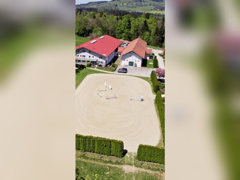 Urlaub auf Gut Buchenhof im Allgäu 