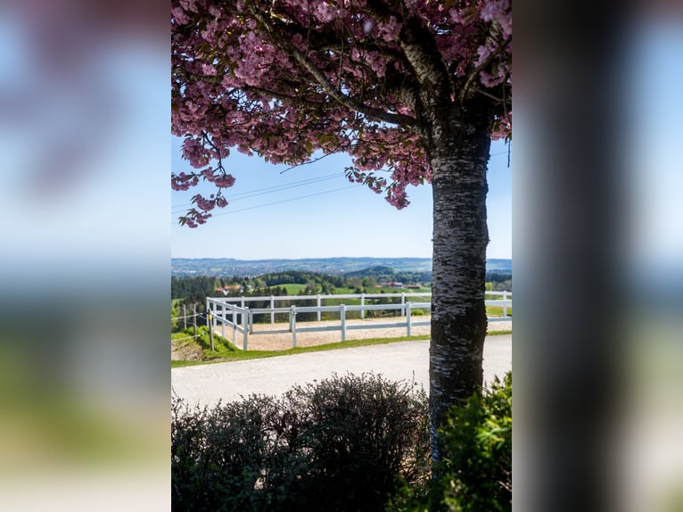 Urlaub auf Gut Buchenhof im Allgäu 