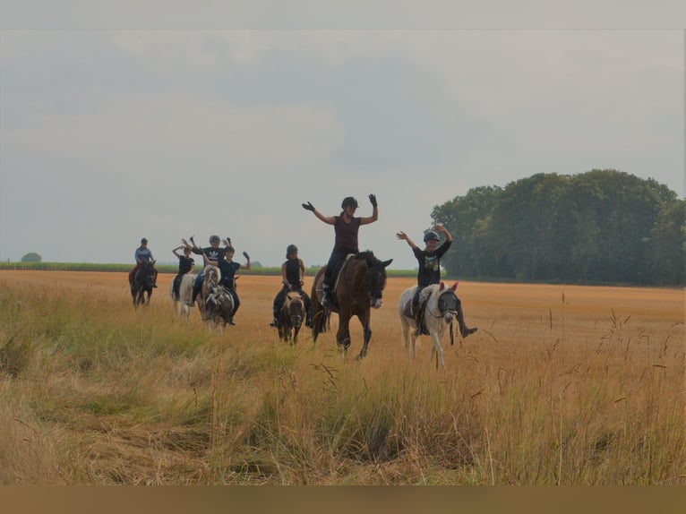 Kinderreitvakanties tijdens de zomervakantie – onvergetelijke vakantie op de manege!