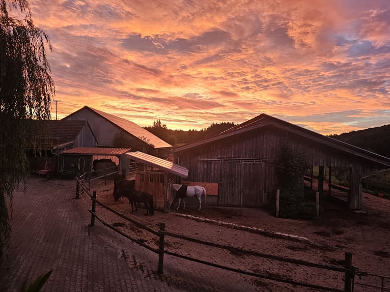 🐣 LASTMINUTE: Jouw eigen paard tijdens de paasvakantie! 🐴