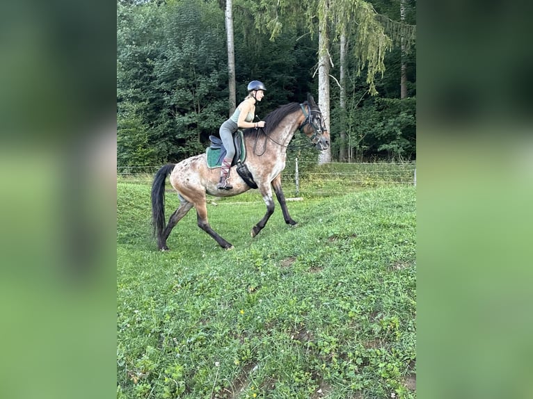 🐣 LASTMINUTE: Jouw eigen paard tijdens de paasvakantie! 🐴