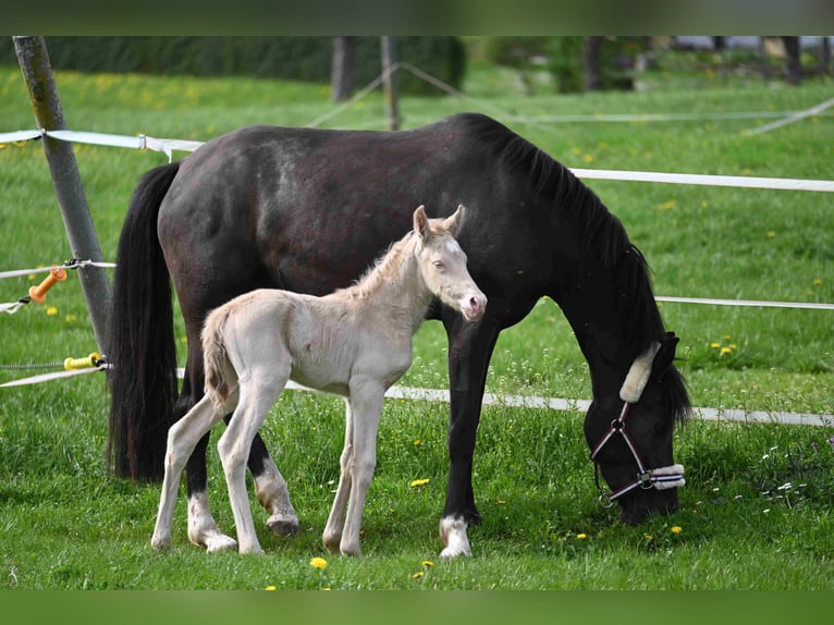 Onvergetelijke paardrijvakanties op de mini-paardensportstal