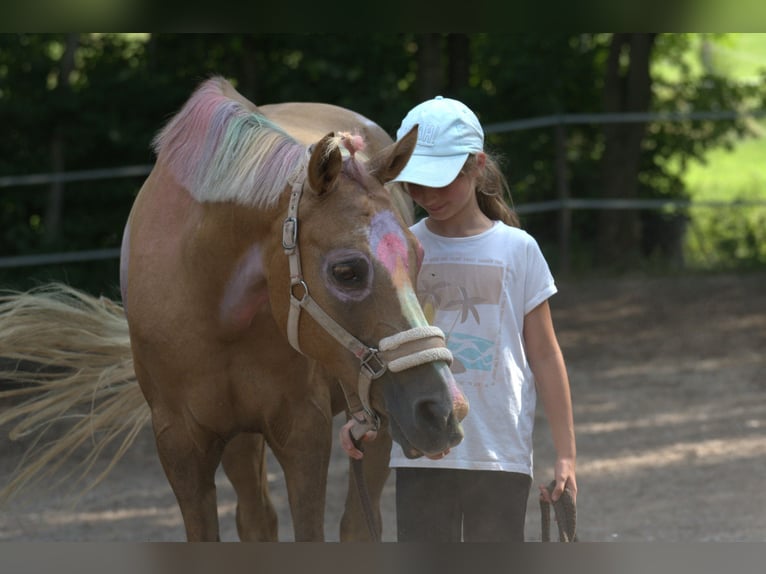 Onvergetelijke paardrijvakanties op de mini-paardensportstal