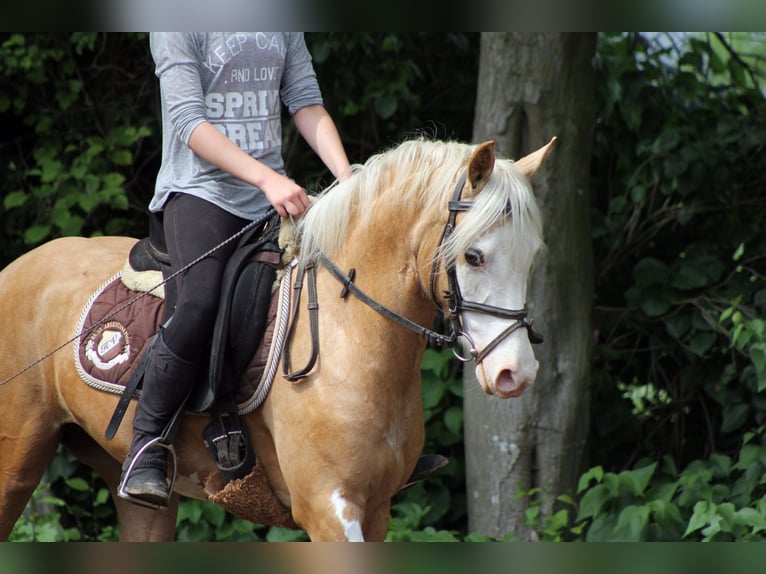 Onvergetelijke paardrijvakanties op de mini-paardensportstal