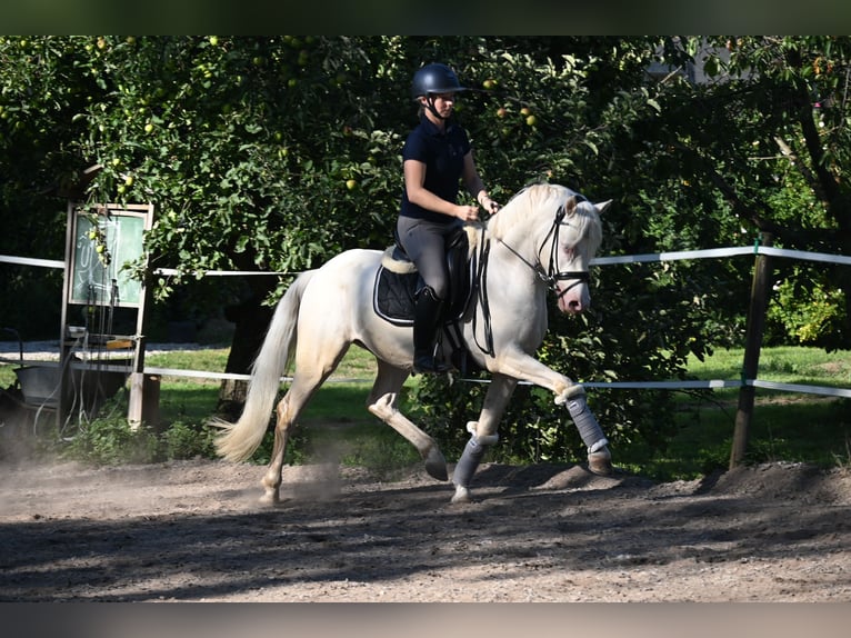 Onvergetelijke paardrijvakanties op de mini-paardensportstal