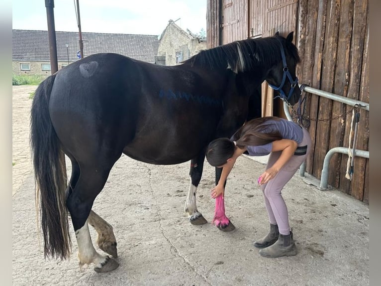 Paardrijvakantie op de manege 🐎