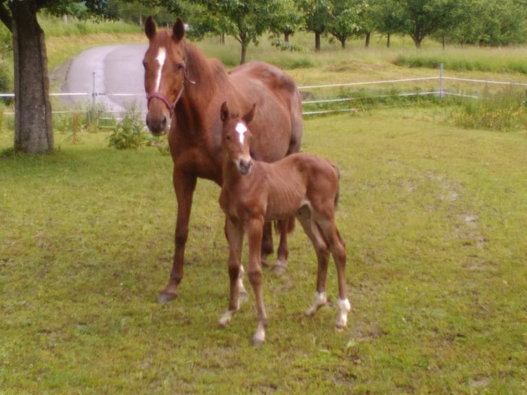 Paardrijvakanties / Paardrijlessen in het Liefdesdal (Bodensee)
