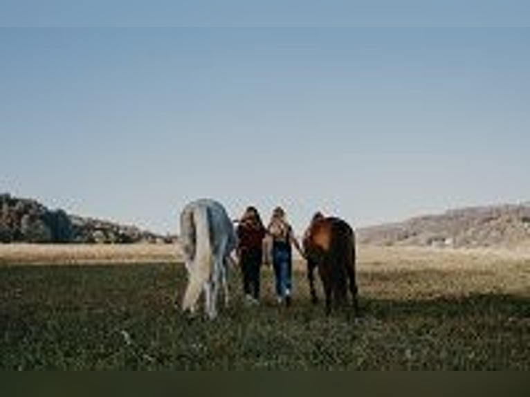 Paardrijvakanties / Paardrijlessen in het Liefdesdal (Bodensee)