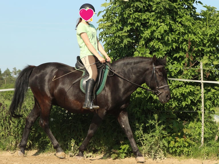 Paardrijvakanties voor meisjes, paarden beleven in een familiegerichte sfeer