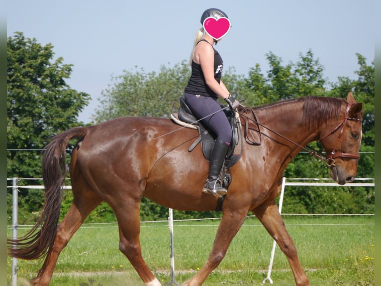 Paardrijvakanties voor meisjes vanaf 10 jaar. Familiegerunde manege in Midden-Franken.