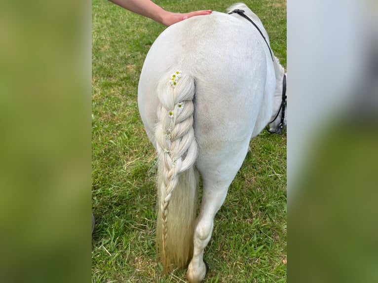 Reiterferien auf dem Reiterhof Lüneburger Heide