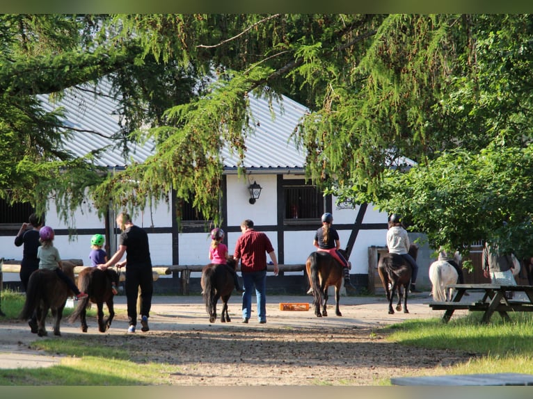 Reiterferien auf dem Reiterhof Lüneburger Heide