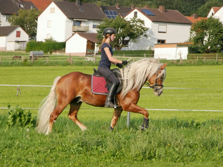 Ruitervakantie in het mooie Ederdal – ruiterparadijs Talhof