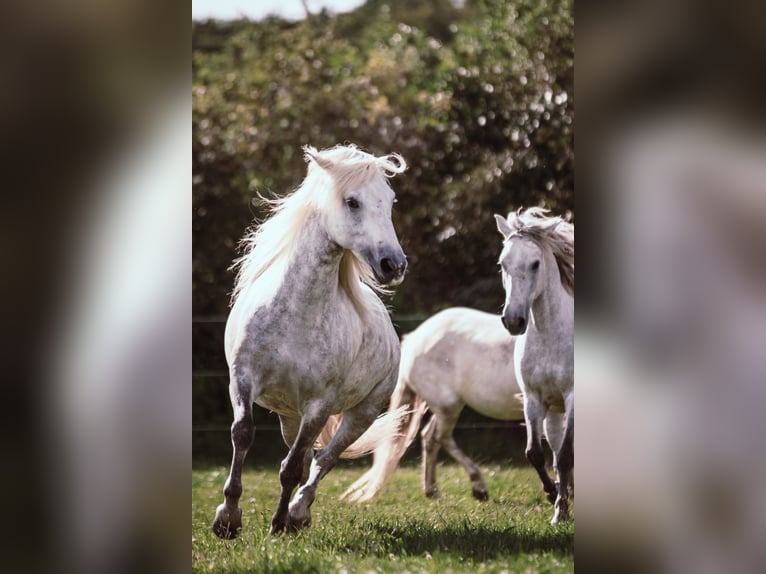 Vakantie op de Manege d'Issel