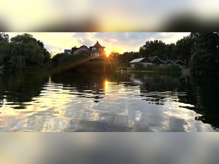 Neue Ferienwohnungen direkt am Wasser mit tollen Reitgelände - auch mit Gastboxen