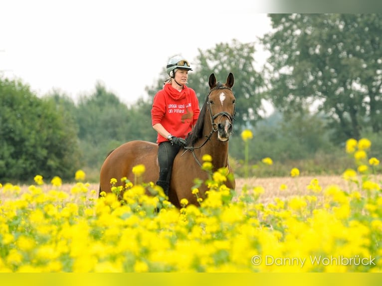 Neue Ferienwohnungen direkt am Wasser mit tollen Reitgelände - auch mit Gastboxen