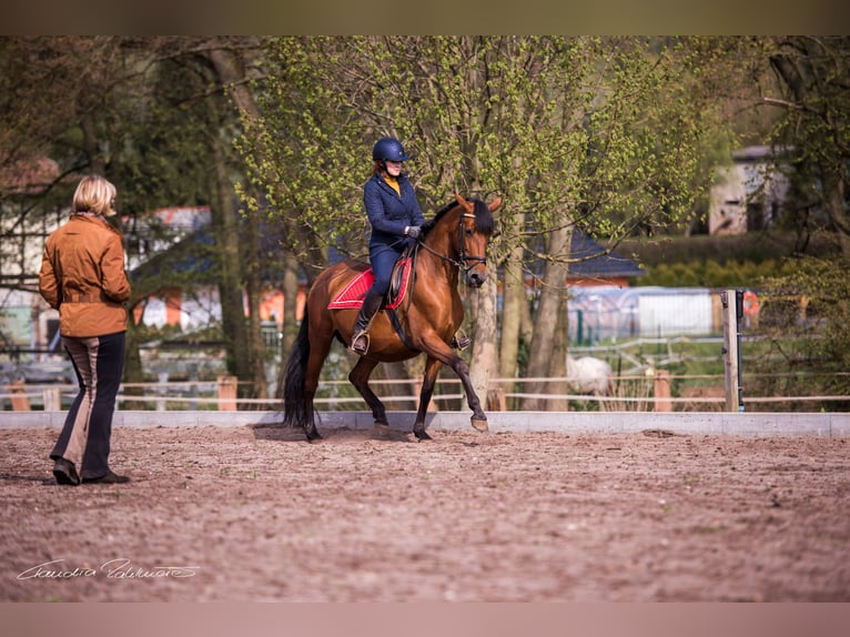 3 dagen rond het Spaanse paard - op verzoek met neutraal aankoopadvies