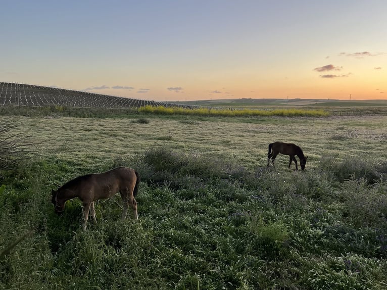 Andalusië en zijn prachtige paarden - Jerez de la Frontera