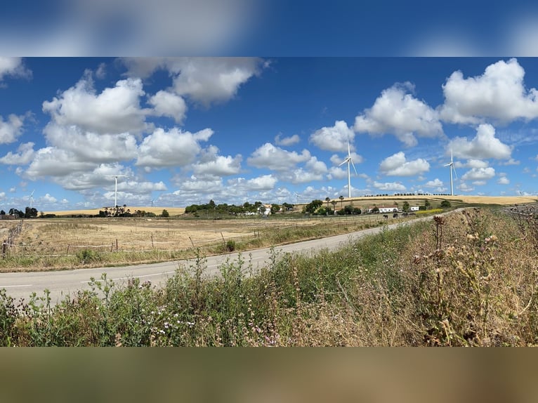Andalusië en zijn prachtige paarden - Jerez de la Frontera