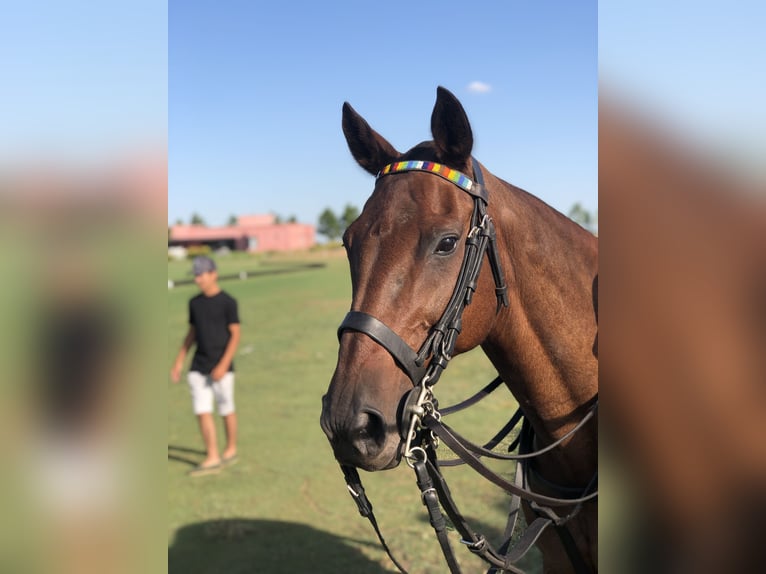 AUTHENTISCHE POLO-RANCH nahe Buenos Aires. 