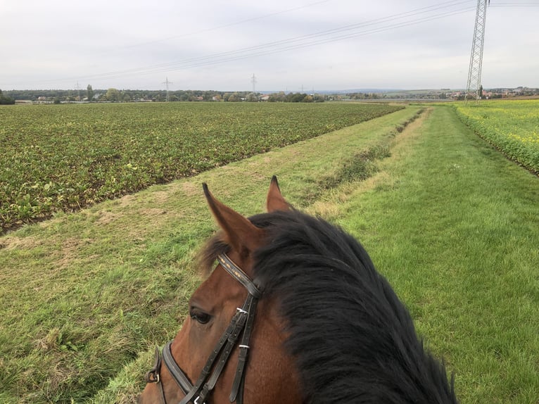 cross-country courses for beginner in Bavaria