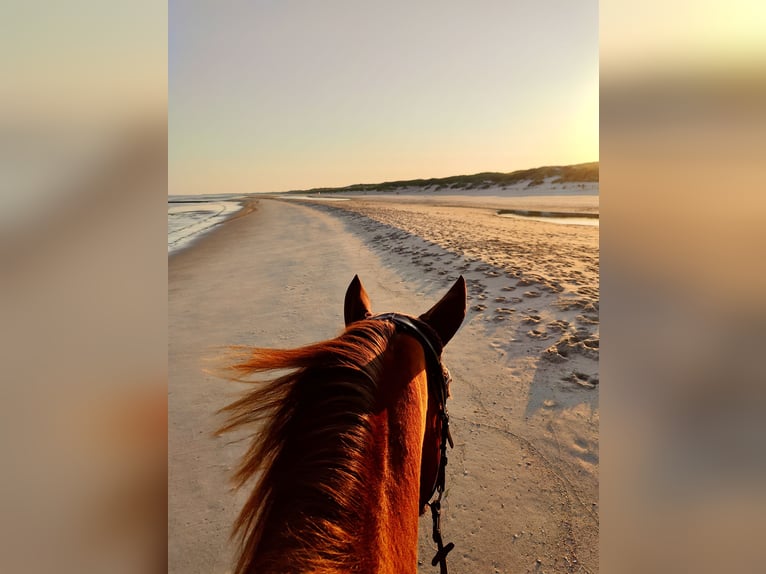 Geheimtip voor jouw droomvakantie met je eigen paard in Nederland