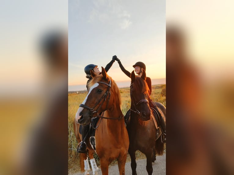 Geheimtip voor jouw droomvakantie met je eigen paard in Nederland