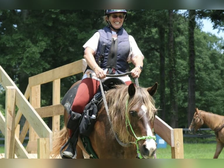Horse Help Retreats - Enjoy a Fun-Filled ALL-INCLUSIVE Horse Vacation in Mississippi