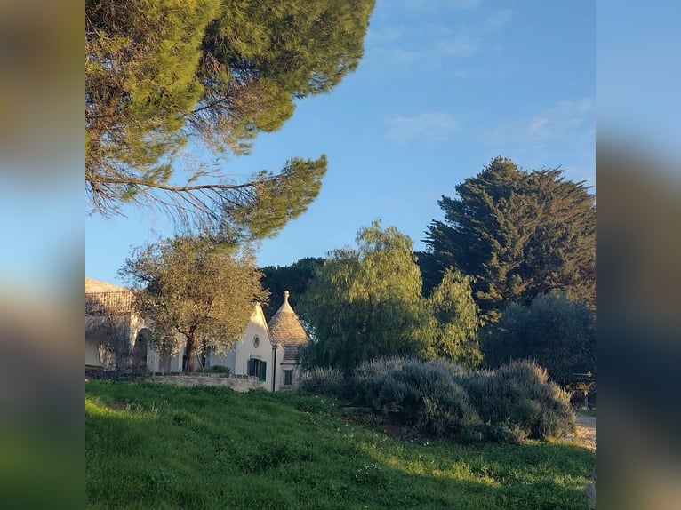 Intensieve dagen bij Josephine Cyr in Martina Franca - Italië