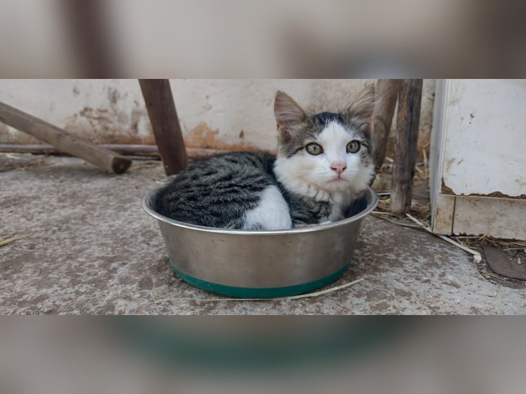 Intensieve dagen bij Josephine Cyr in Martina Franca - Italië