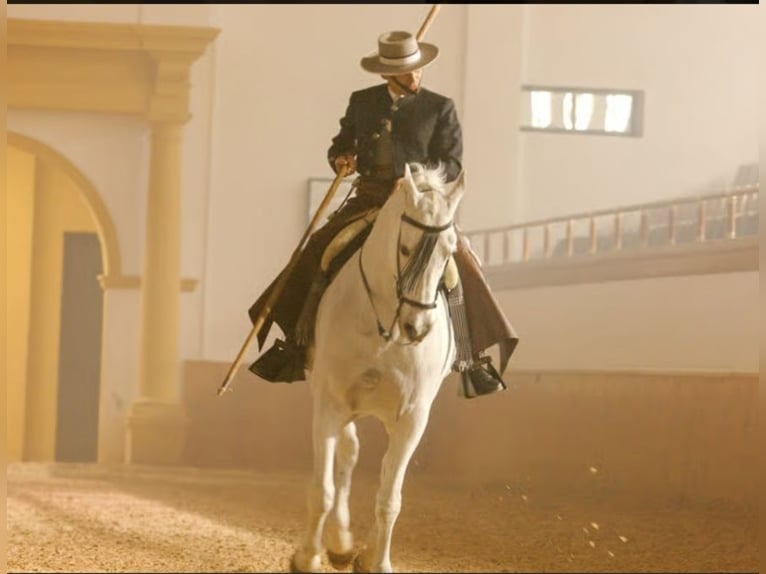 Ontdek de paardenwereld van Andalusië