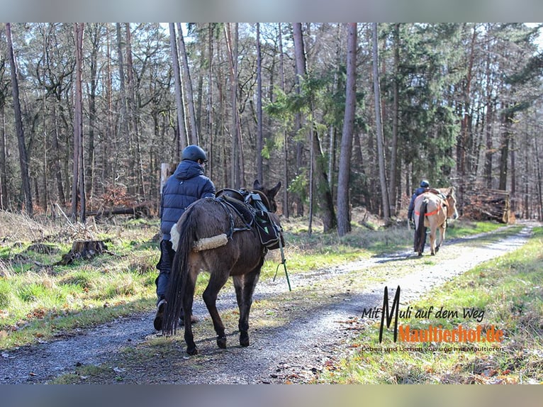 Schnupperwochenende Reiten und Maultiere