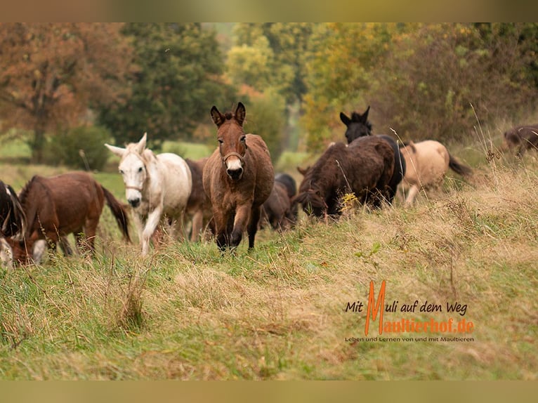 Schnupperwochenende Reiten und Maultiere