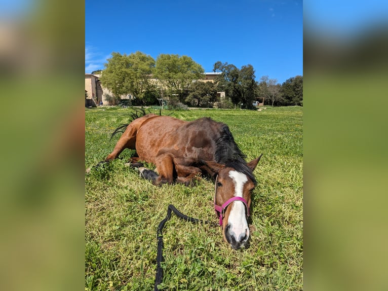 Stage / Work & Holiday met paarden in Zuid-Frankrijk