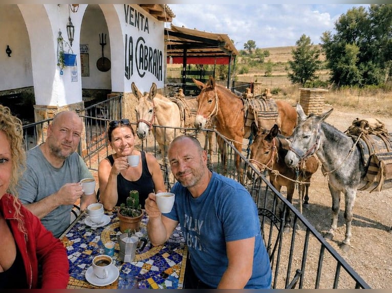 Wandelen met muilezel en ezel in Andalusië! 🇪🇦