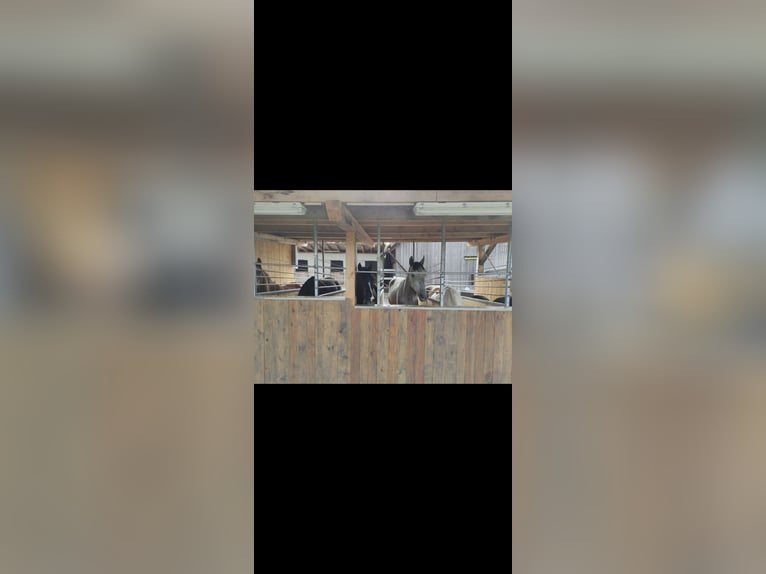 Paardebox, stal vrij, buitenstal