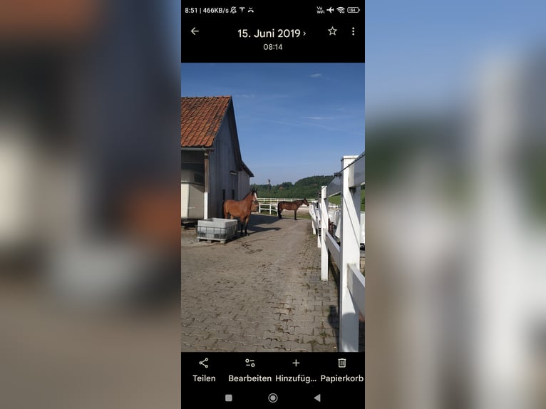 Paardebox, stal vrij, buitenstal